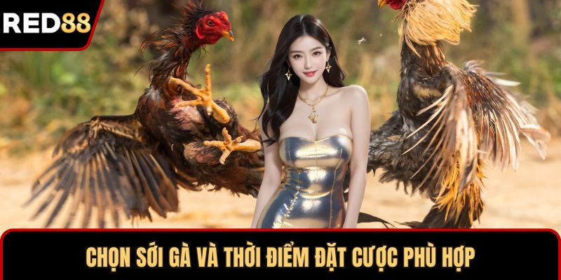 Chọn sới gà và thời điểm đặt cược phù hợp