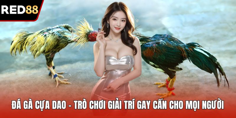 Đá gà cựa dao