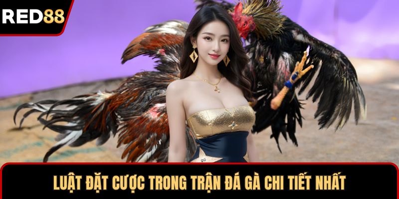 Luật đặt cược trong trận đá gà chi tiết nhất
