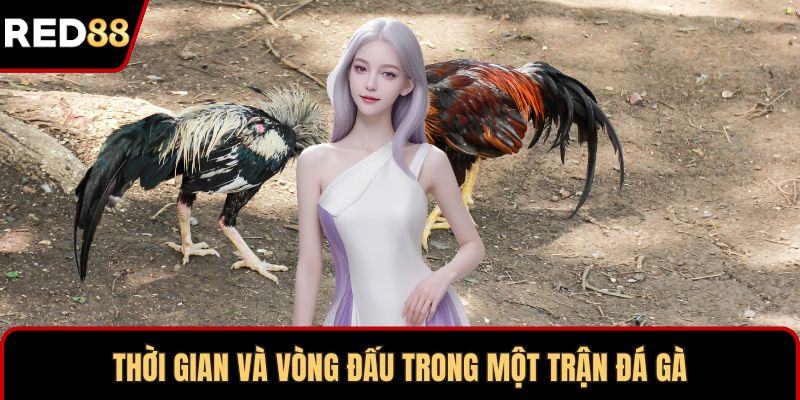 Thời gian và vòng đấu trong một trận đá gà