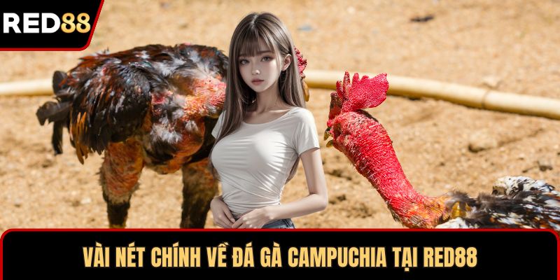 Vài nét chính về đá gà Campuchia tại RED88